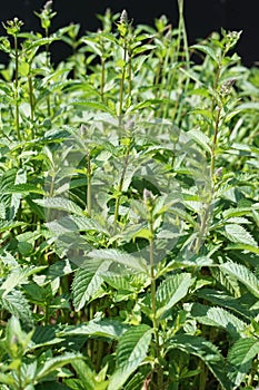 Peppermint, Mentha Ã— piperita, also known as Mentha balsamea Wild is a hybrid mint, a cross between watermint and spearmint.