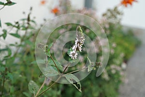 Peppermint, Mentha Ã— piperita, also known as Mentha balsamea Wild, is a hybrid mint, a cross between watermint and spearmint.