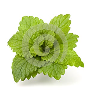 Peppermint or mint bunch