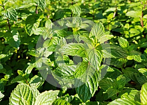 Peppermint Mint Herb with a lot of leaves.