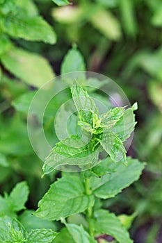 Peppermint Plant