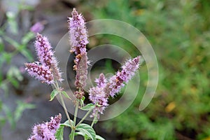 Peppermint plant flower in sunlight day photo