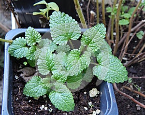 Peppermint mentha plant in a pot photo