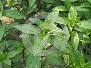 peppermint plant (Mentha piperita