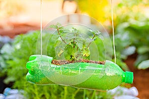 Peppermint in recycle plastic bottle