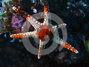 A Peppermint Sea Star Fromia monilis