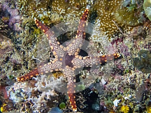 A Peppermint Sea Star Fromia monilis