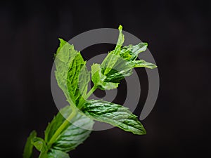 Peppermint sprig on black background