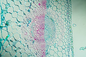 Peppermint with stem in cross section