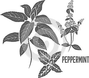 Peppermint stem vector illustration