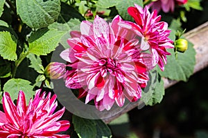 Peppermint style blotched red and white Dahlia blooms