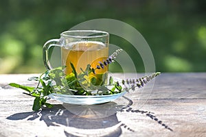 peppermint tea from fresh leaves in a glass cup and flowering twigs next to it on a rustic wooden garden table on a sunny day,