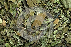 Peppermint tea in macro