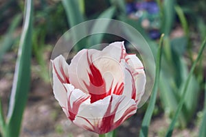 `Peppermint Twirl` Augmented Reality Red and White Tulip close up