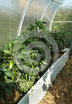 Peppers on a bed in a greenhouse