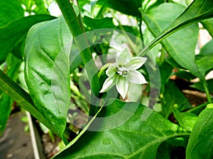 Peppers blossoms. Macro photo of flower buckwheat with selective focus