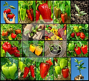 Peppers collection