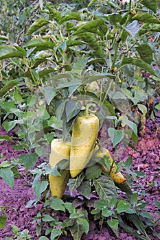 Peppers in the garden