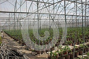 Peppers growing in big greenhouse builiding