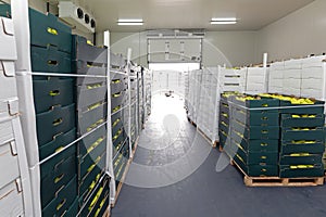 Peppers Pallets Cold Storage