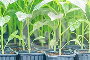 Peppers seedlings greenhouse. Growing pepper seedlings. Greenhouse Pepper sprouts