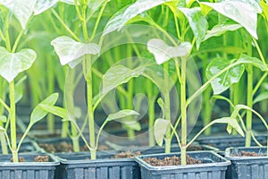 Peppers seedlings greenhouse. Growing pepper seedlings. Greenhouse Pepper sprouts