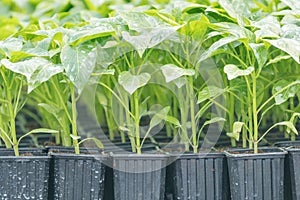 Peppers seedlings greenhouse. Growing pepper seedlings. Greenhouse Pepper sprouts