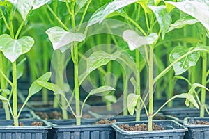 Peppers seedlings greenhouse. Growing pepper seedlings. Greenhouse Pepper sprouts