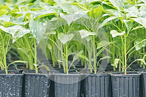 Peppers seedlings greenhouse. Growing pepper seedlings. Greenhouse Pepper sprouts