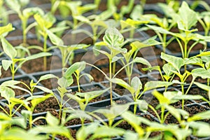 Peppers Sprouts Greenhouse, Sprouted Peppers, Potted Peppers Seedlings. Spring Seedlings