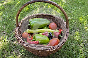 Peppers and tomatos harvest in wicker basket, fresh vegetables, ingredients