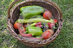 Peppers and tomatos harvest in wicker basket, fresh vegetables, ingredients