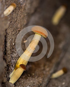 Peppery bolete mushrooms in cellar (Chalciporus piperatus)