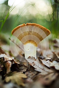 Peppery milk-cap, edible mushroom