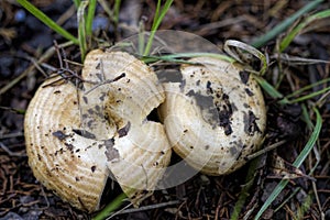 Peppery Milky Caps Wild Mushrooms -  Lactarius piperatus