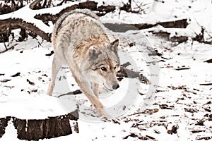 Peppy comes up. Gray wolf female in the snow, beautiful strong animal in winter