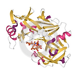 Structure of human pepsin complexed with inhibitor pepstatin