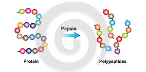 Pepsin Enzyme