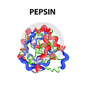Pepsin is a molecular chemical formula. Enzyme of the stomach. Infographics. Vector illustration on an isolated background.
