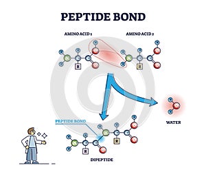 Peptide bond as amino acids formation in protein reaction outline diagram