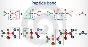 Peptide bond. Formation of amide bonds from two amino acids as a result of protein biosynthesis reaction. It is process is a