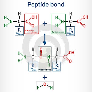 Peptide bond. Formation of amide bonds from two amino acids as a result of protein biosynthesis reaction. It is process is a