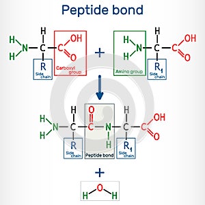 Peptide bond. Formation of amide bonds from two amino acids as a result of protein biosynthesis reaction. It is process is a photo