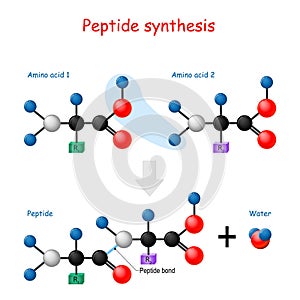 Peptide synthesis photo