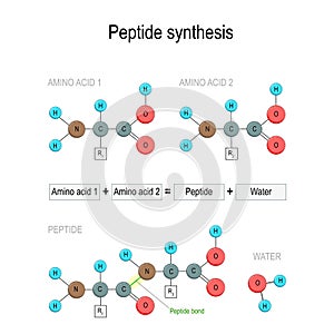 Peptide synthesis. Two amino acids combined into a peptide to form a water molecule and a peptide bond photo