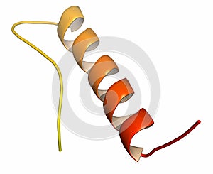 Peptide YY (PYY) appetite reducing polypeptide photo