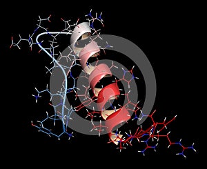 Peptide YY (PYY) appetite reducing polypeptide photo