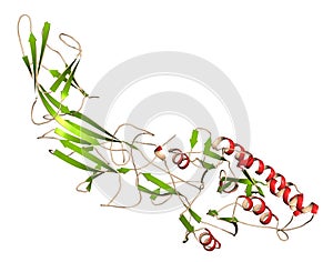 Peptidylarginine deiminase 4 (PAD4, SNP variant) enzyme. Catalyzes citrullination of proteins, i.e. conversion of arginine