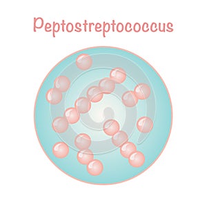 vector illustration graphic of the bacteria peptostreptococcus