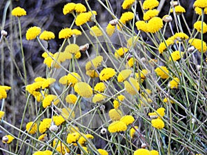 Margaritas amarillas en un campo primaveral photo